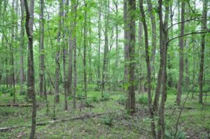 Managing Single-Aged Forests webinars @ online