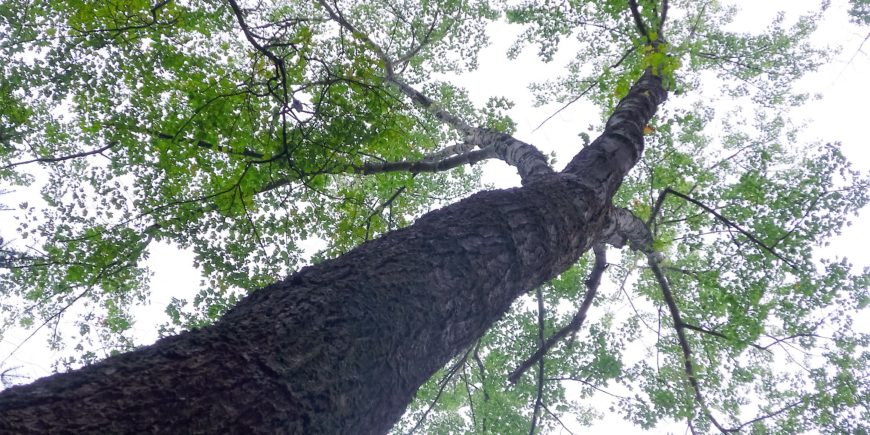 Quabbin Watershed Forest Management Tour November 5th Quabbin Watershed Forest Management Tour November 5th