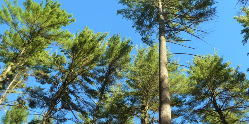 Why APS Credits for Wood Heating Systems are Important to Massachusetts Forests
