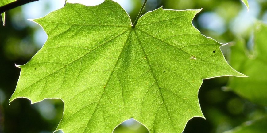 Sticky Situation: When Maple Producers get Conflicting Guidance on Climate webinar