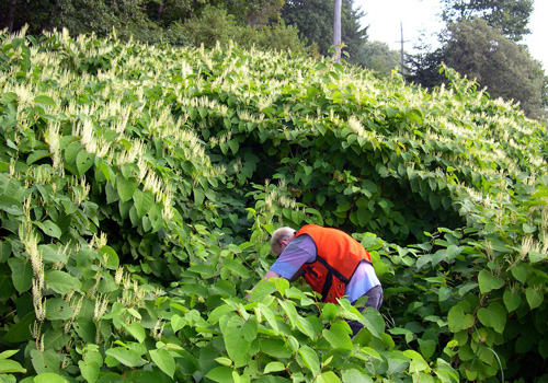 Invasive Species Management Workshop October 29th Invasive Species Management Workshop October 29th