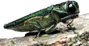 Emerald Ash Borer Workshop @ North Andover