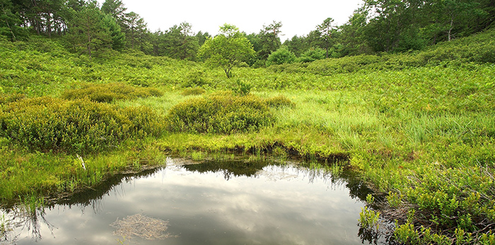 Pine Barrens Regional Conservation Forum