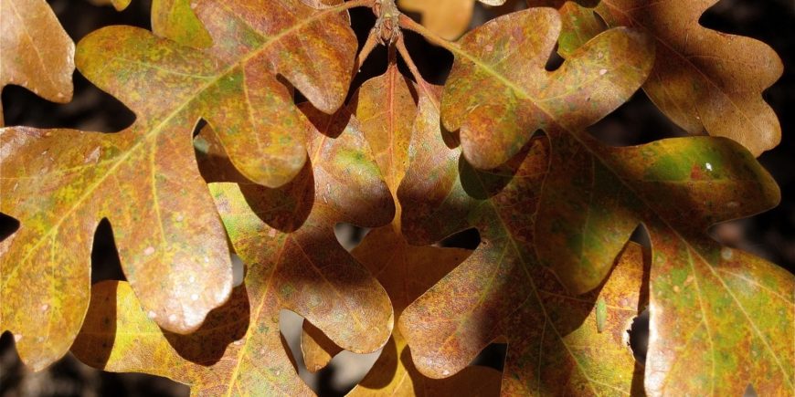 Oak Forest Regeneration webinar Oak Forest Regeneration webinar