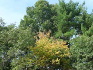 Nature's Temples: Complex Old Growth Forests @ Hunnewell Building, Arnold Arboretum