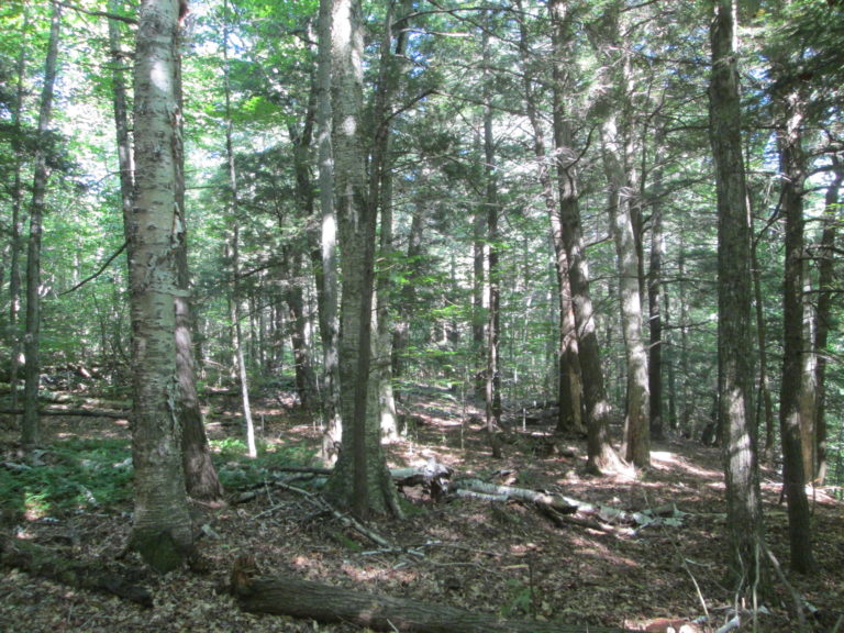 Northern Hardwoods Advanced Silviculture Massachusetts