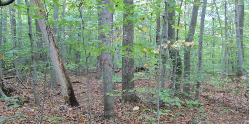 SAF Fall Meeting: Workshop to Discuss Forest Management Techniques and Effect on Carbon SAF Fall Meeting: Workshop to Discuss Forest Management Techniques and Effect on Carbon