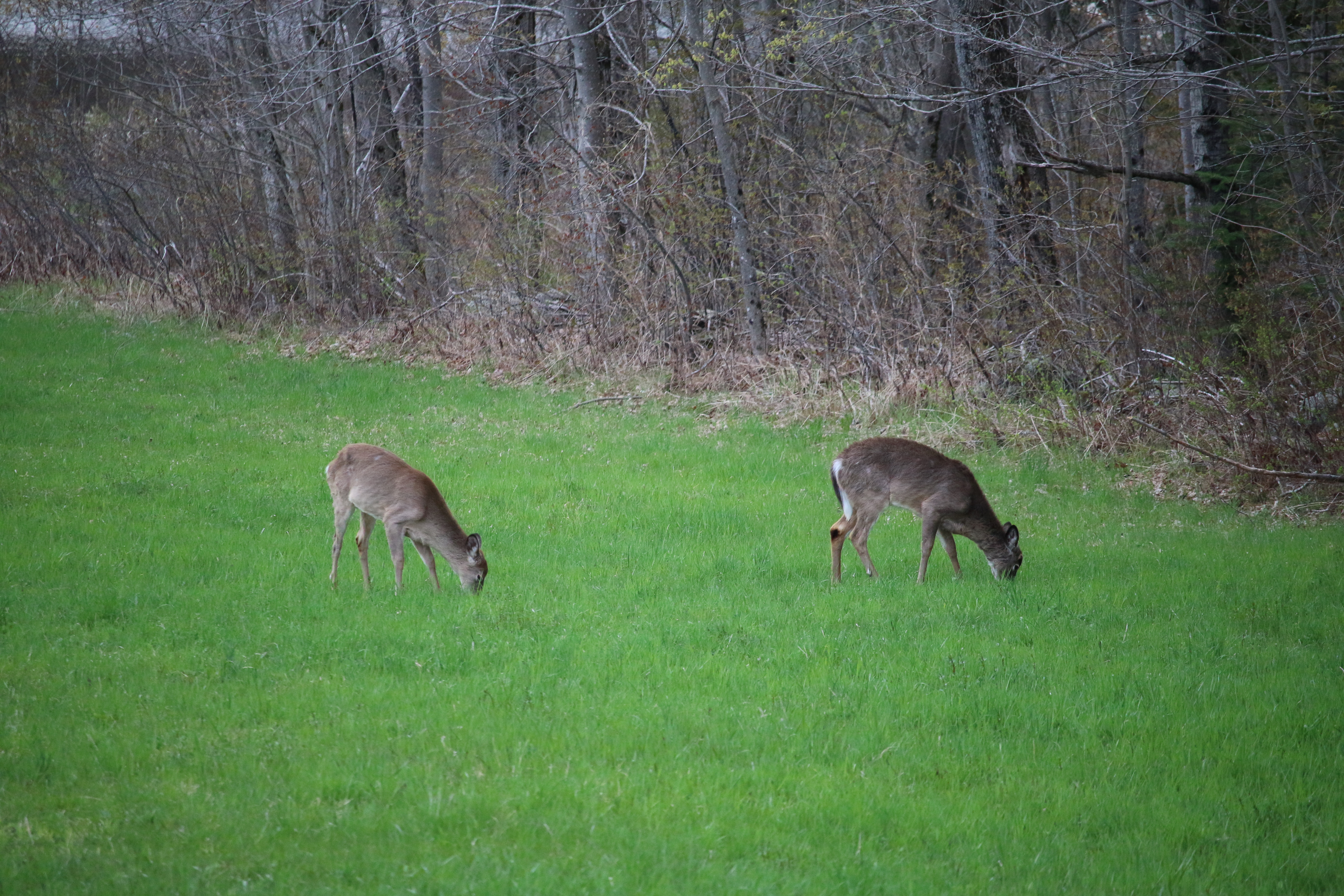 White-tailed Deer - Hidden Costs to Farmers and Management Considerations webinar @ online
