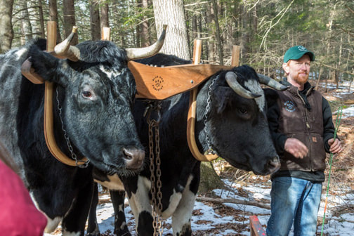 Ox Logging Demonstration in Northampton January 23rd