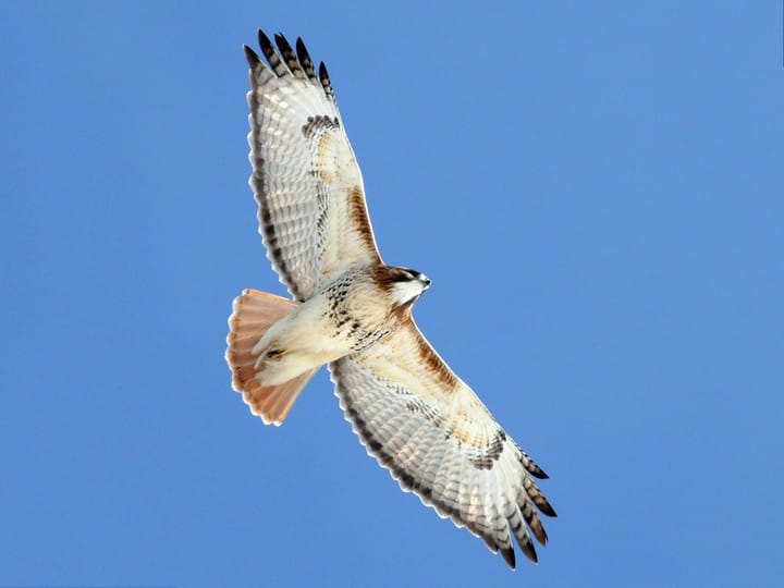 Hawks presentation @ Northfield Mountain Environmental Center