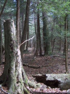 The Afterlife of Trees program @ Lovejoy Auditorium, Cary Institute of Ecosystem Studies