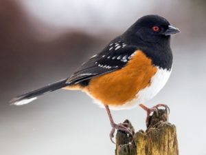Creating a Bird-Friendly Space webinar @ online