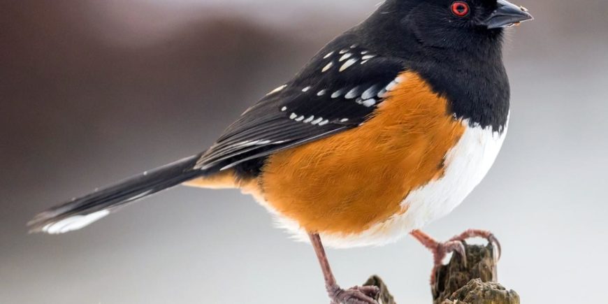 Bird Habitat Assessments & Management Plans Available to Landowners in 28 Towns