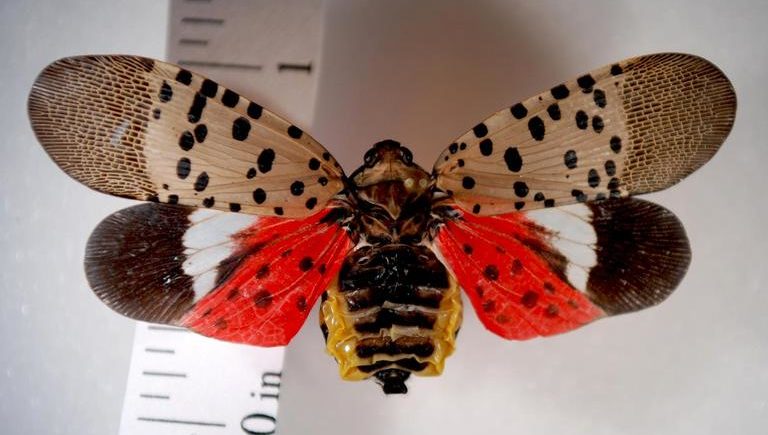 Invasive Spotted Lanternflies Discovered in Fitchburg