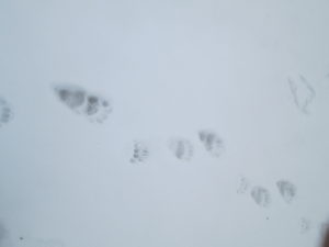 Winter Solstice Wildlife Tracking walk @ North Branch Nature Center