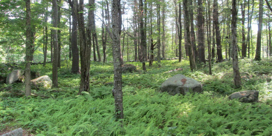 Fern Identification Workshop in Athol September 7th — Postponed to the 8th due to forecast of rain Fern Identification Workshop in Athol September 7th — Postponed to the 8th due to forecast of rain