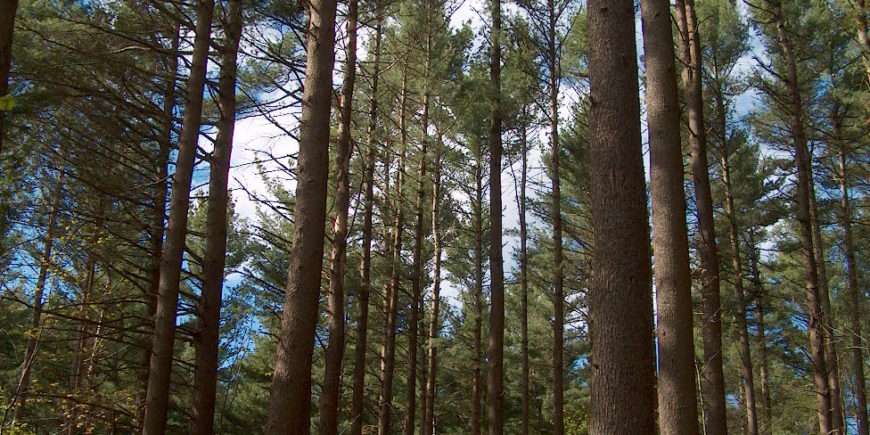 Forestland Tax Values to Stay Unchanged in FY 2021