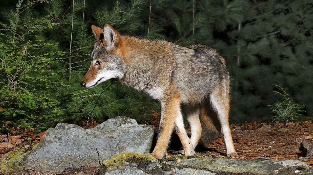 Coexisting with Coyotes in Suburban Communities webinar @ online