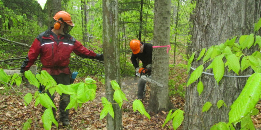 Slots Available for Chainsaw Safety Workshop in Windsor June 17 – 18