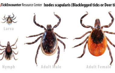 Take Precautions Against Ticks!