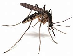 Take Precautions against Mosquitos and Triple E When in the Woods