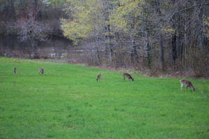 New Jersey’s Deer Population Explosion webinar @ online