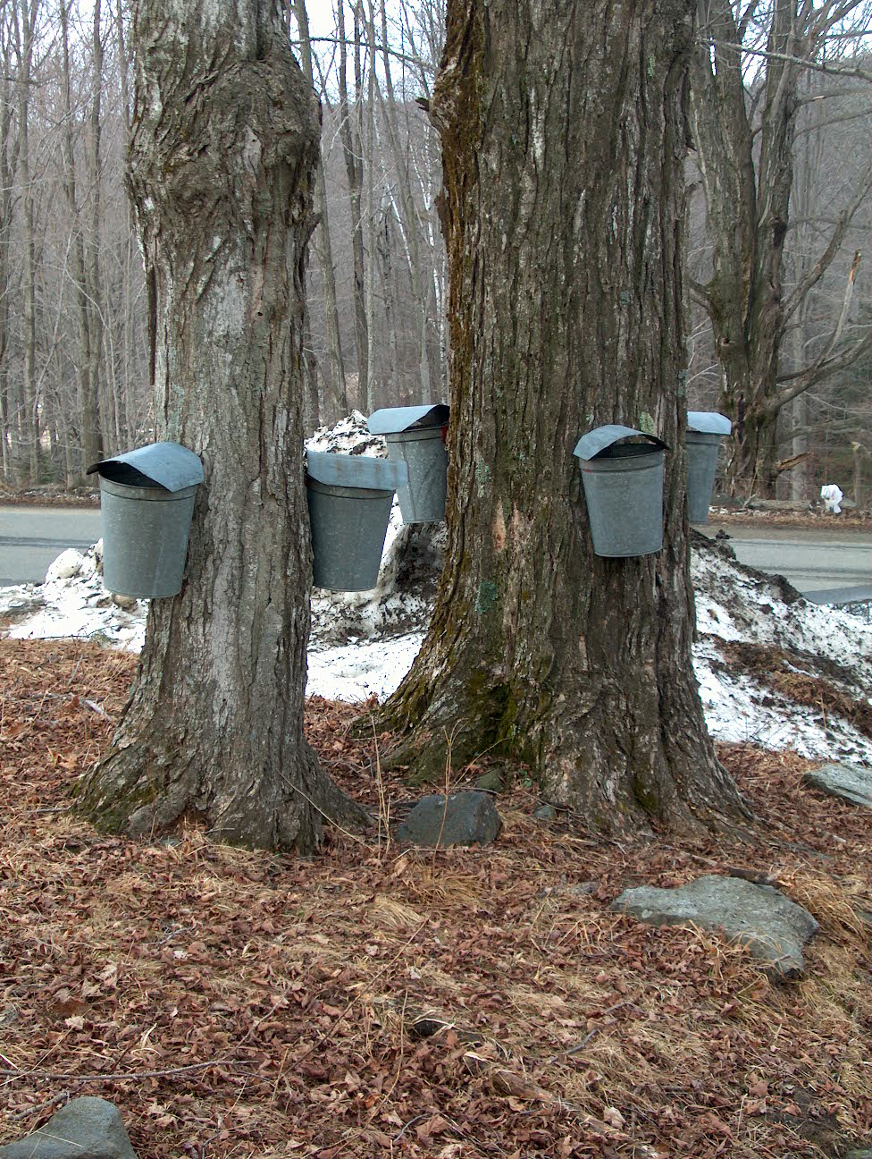 Getting Started in Maple Syrup Production webinars Massachusetts