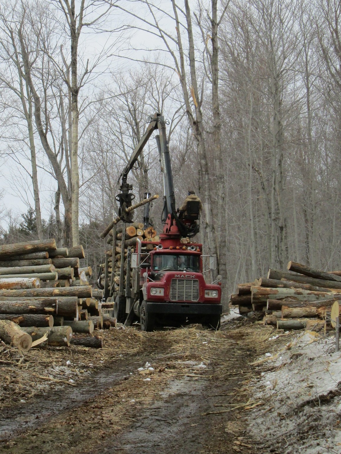 Logging Costs & Productivity Massachusetts Forest Alliance