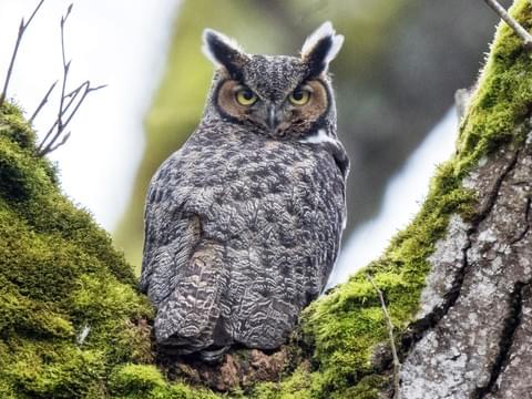 Owls of New England program — CANCELLED – Massachusetts Forest Alliance