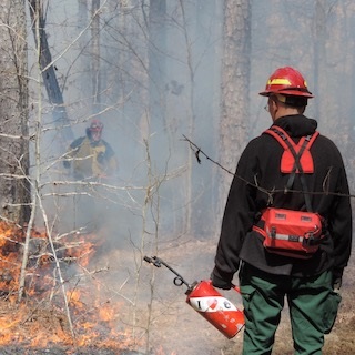 Understanding Forest Fire Ecology in Massachusetts online program @ online