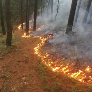 Fire Management and Silviculture in Oak Ecosystems webinar @ online
