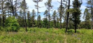 DCR Forest Management Open Houses @ DCR Amherst Forestry Field Office