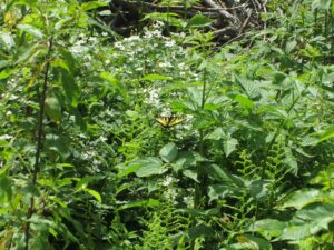 Birds and Pollinators Walk @ Crowningshield Conservation Area