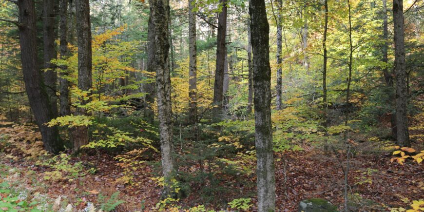 NRCS and DCR Funding Opportunities for Forest Landowners Webinar February 5th