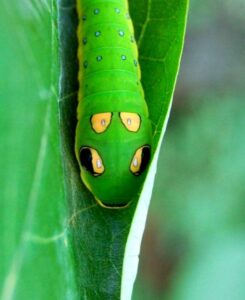 Caterpillar Walks @ Garden in the Woods