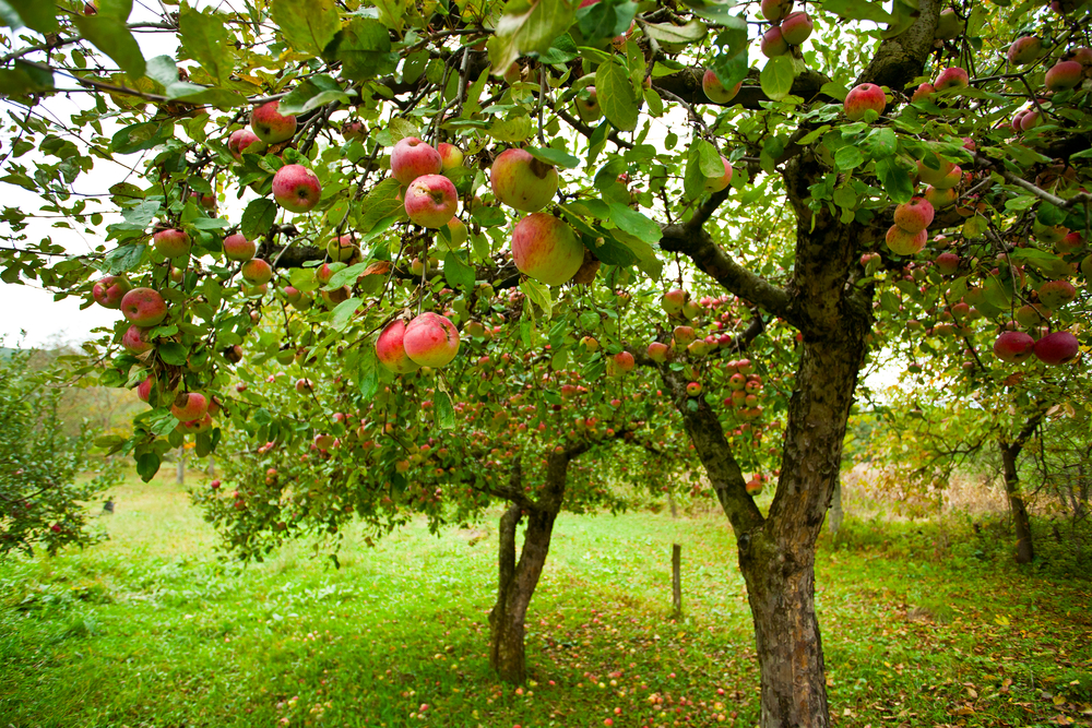 Apple Tree Pruning and Maintenance Webinar @ online