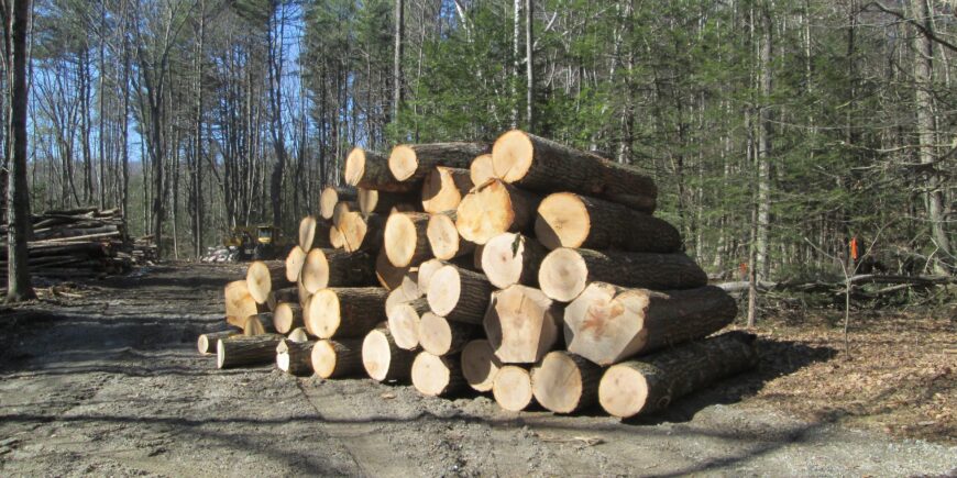 Bats & Markets Focus of Wood Producers Meeting March 30th!