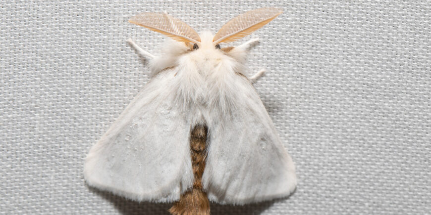 Avoid Contact with Browntail Moths – Massachusetts Forest Alliance