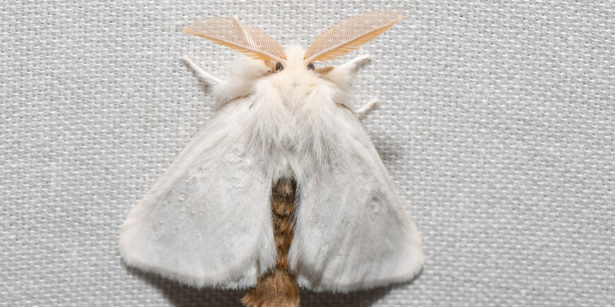 Avoid Contact with Browntail Moths