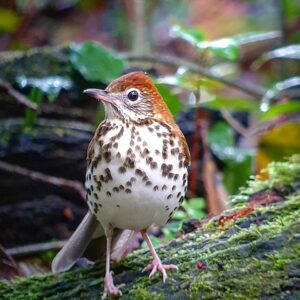 Mindful Birding Walk @ Thomas & Palmer Brook Reserve