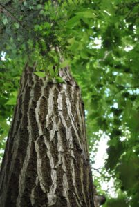 Chestnut Chat @ online