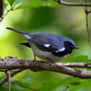 Habitat Management for Forest Birds: Landscape & Stand Level Conservation Strategies webinars @ online
