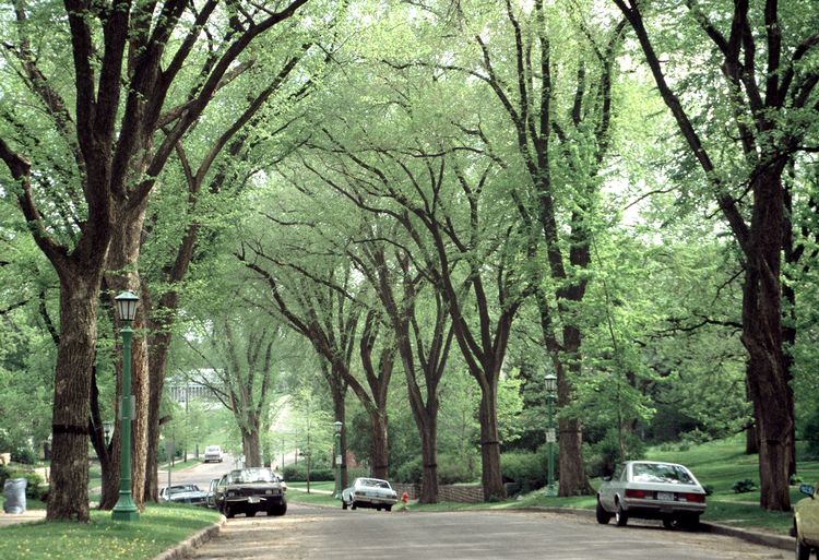 Protection & Management of Mature Urban Trees live online program @ online