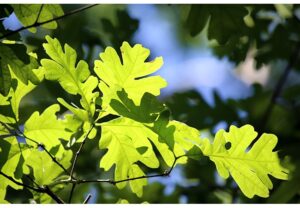 DCR Forest Management Open Houses @ Myles Standish State Forest Headquarters