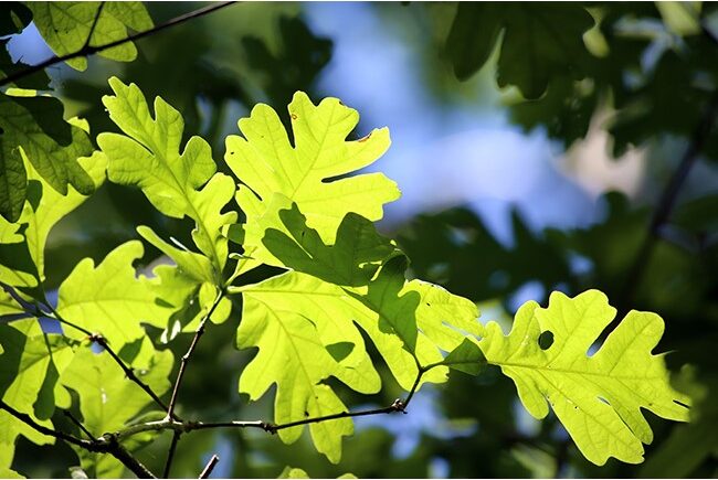 Funding Available to help Landowners Improve Native Wildlife Habitats