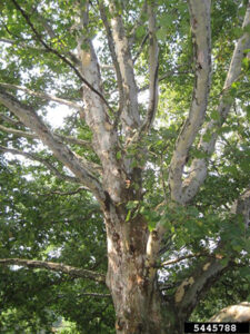 Trees and the Law workshop @ National Grid