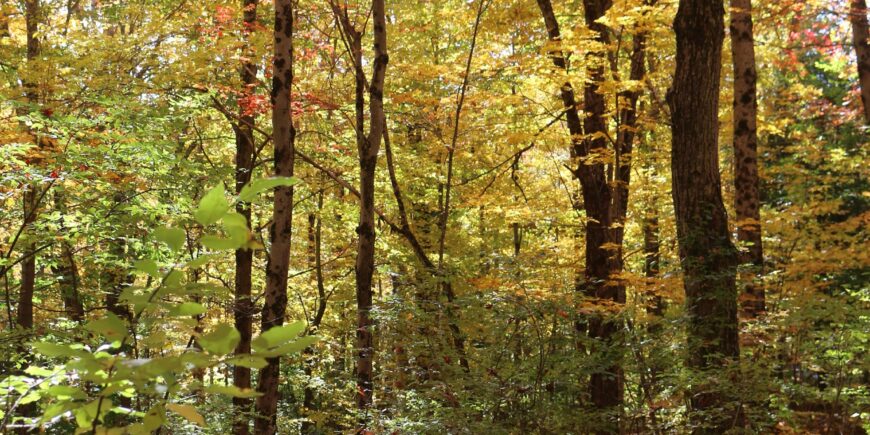 Tree Farm Tour in Shelburne October 22nd