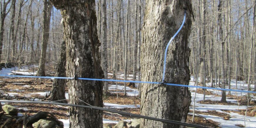 Maple Sap Collection Workshops