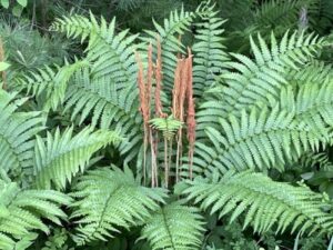 Fern Walk at Barton Cove @ Barton Cove Day Use Area