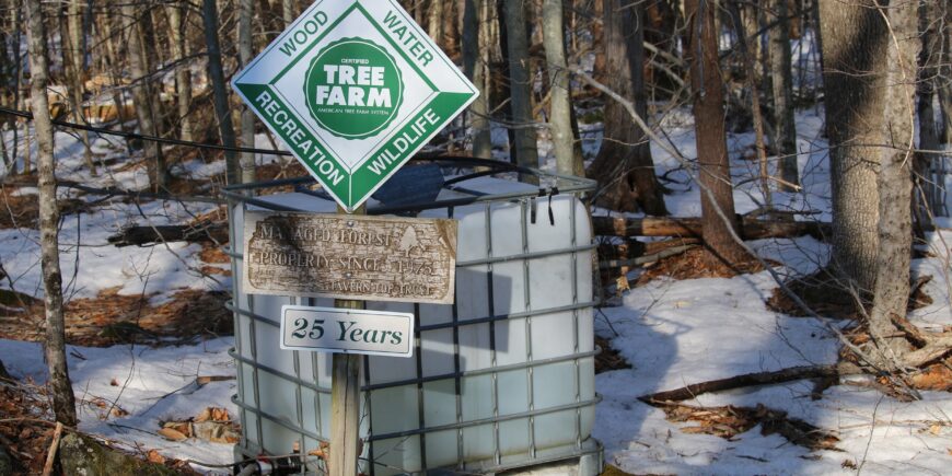 Massachusetts Tree Farms will be Reviewed in 2024